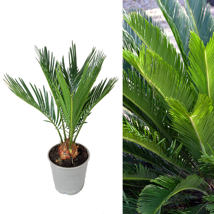 Cycas Revoluta Sago Palm Cycas revoluta 'Sago Palm' image1 3
