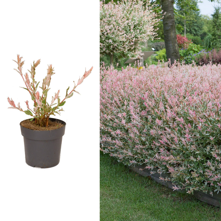 Salix Hakuro Nishiki salixfla 2