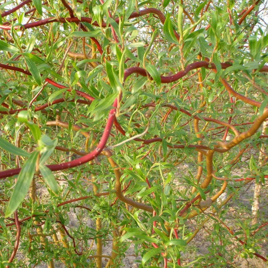Salix babylonica 'Tortuosa' salixtortuosa1 4