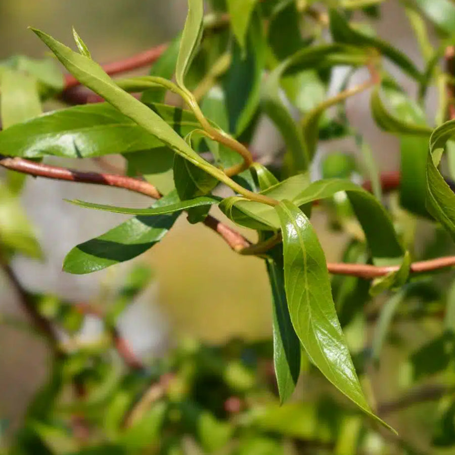 Salix babylonica 'Tortuosa' salixtortuosa2 6