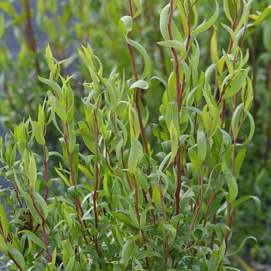 Salix babylonica 'Tortuosa' salixtortuosa4 7
