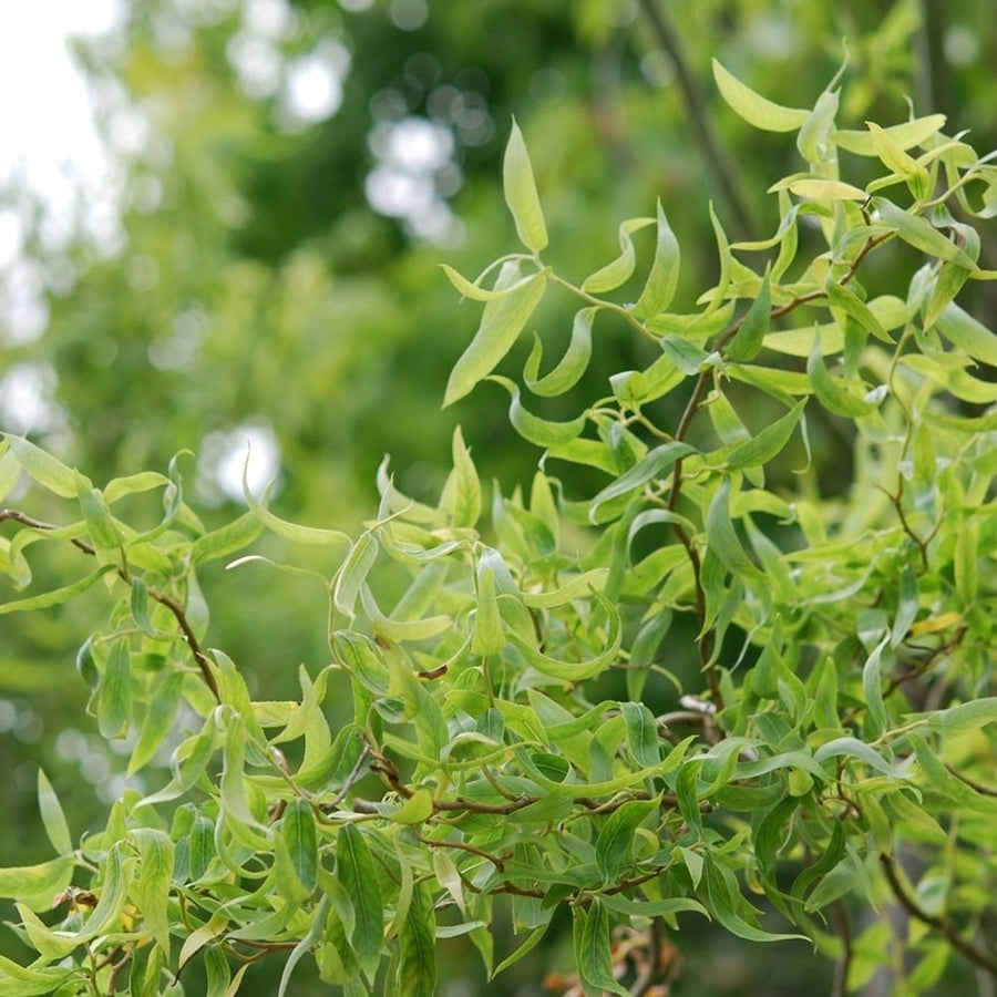 Salix babylonica 'Tortuosa' salixtortuosa5 1
