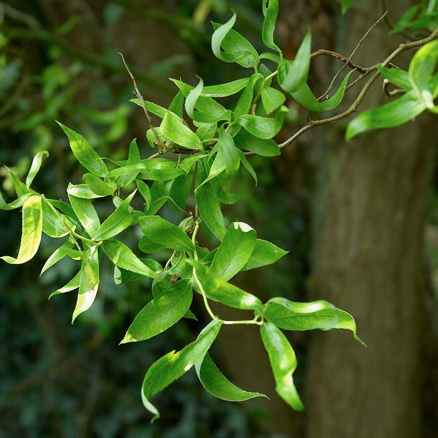 Salix babylonica 'Tortuosa' salixtortuosa6 5