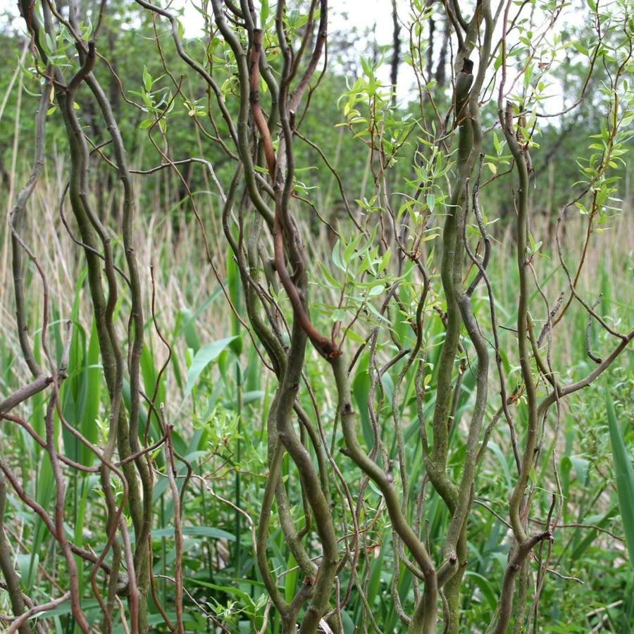 Salix babylonica 'Tortuosa' salixtortuosa7 8