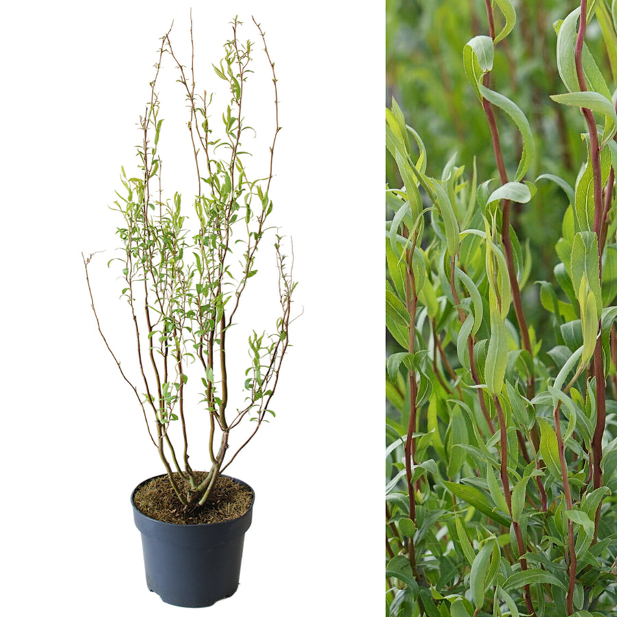 Salix babylonica 'Tortuosa' salixtortuosa8 2