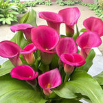 Calla Lily Sunset Glow Mix Bulbs  6