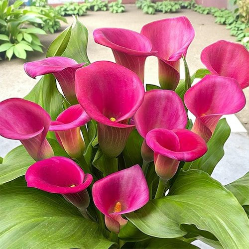 Calla Lily Sunset Glow Mix Bulbs  6