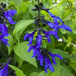 Salvia 'Black & Blue'  1