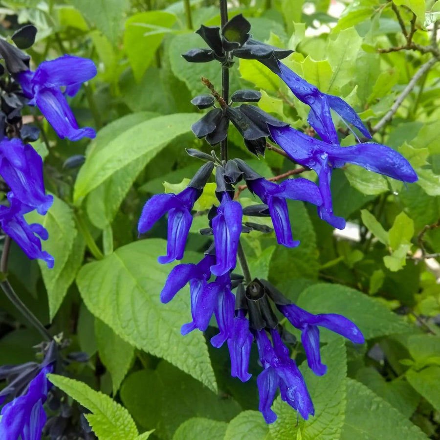 Salvia 'Black & Blue'  1