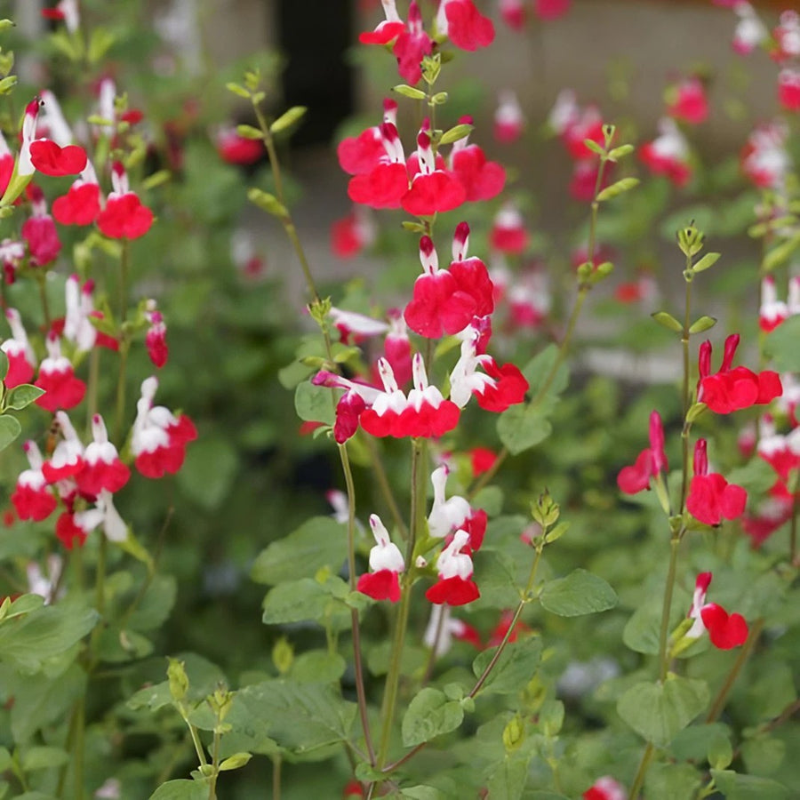 Salvia 'Little Kiss' (2 Plants) Salvia 'Little Kiss' (2 Plants) image2 3