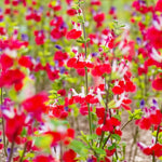 Salvia Bare Root Mix  1
