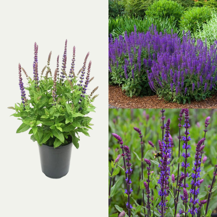 Salvia 'East Friesland' (2 Plants) Salvia 'East Friesland' (2 Plants) image1 2