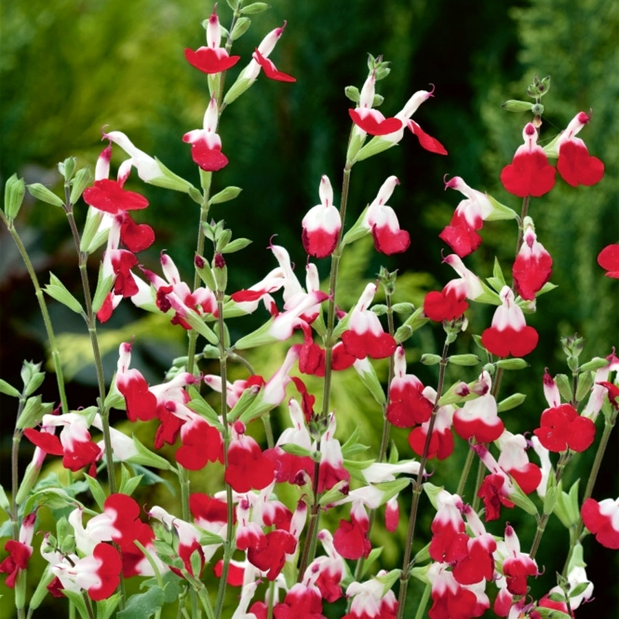 Salvia - Hot Lips Salvia - 'Hot Lips' image1 1
