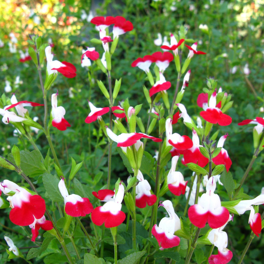Salvia - Hot Lips Salvia - 'Hot Lips' image2 2