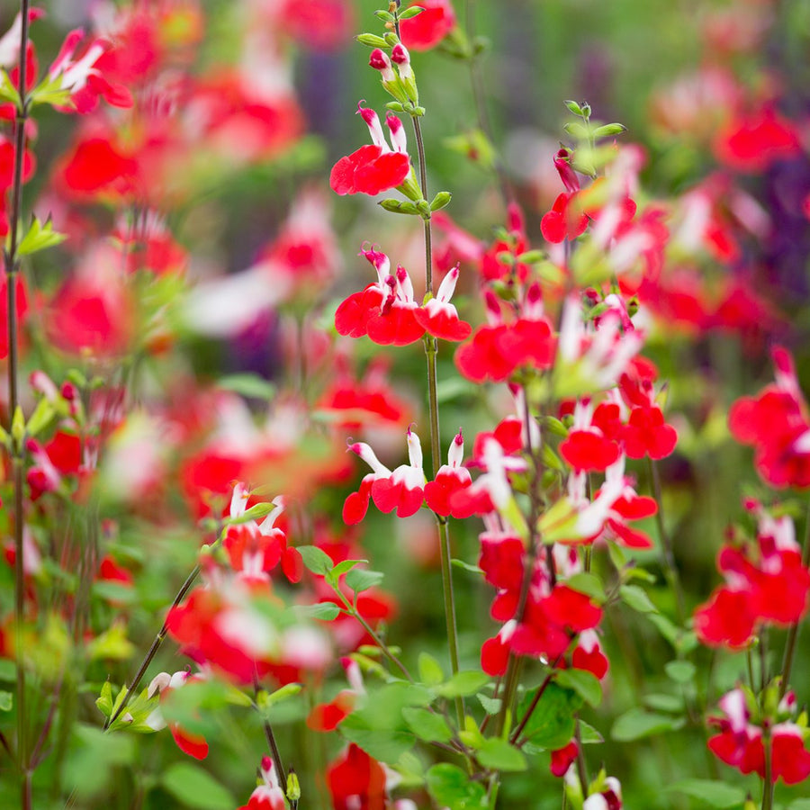 Salvia - Hot Lips Salvia - 'Hot Lips' image3 3