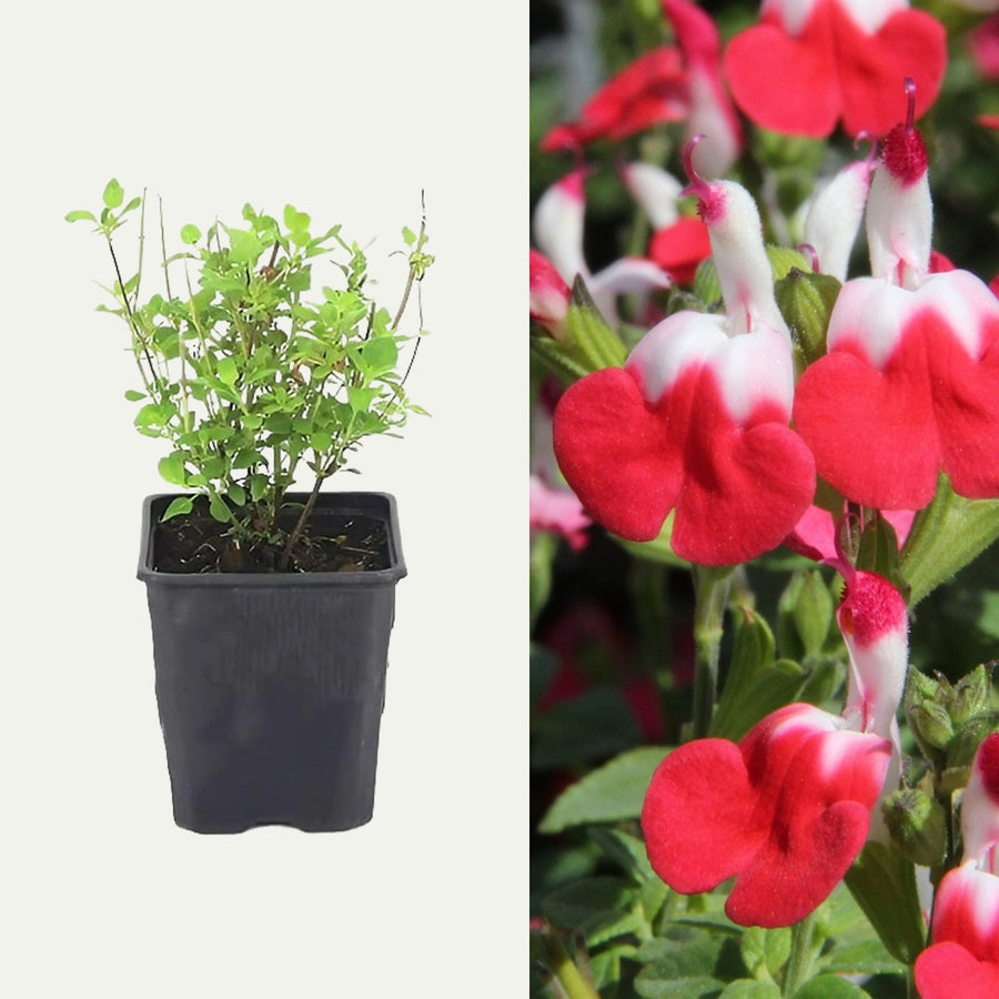Salvia 'Little Kiss' (2 Plants) Salvia 'Little Kiss' (2 Plants) image1 2