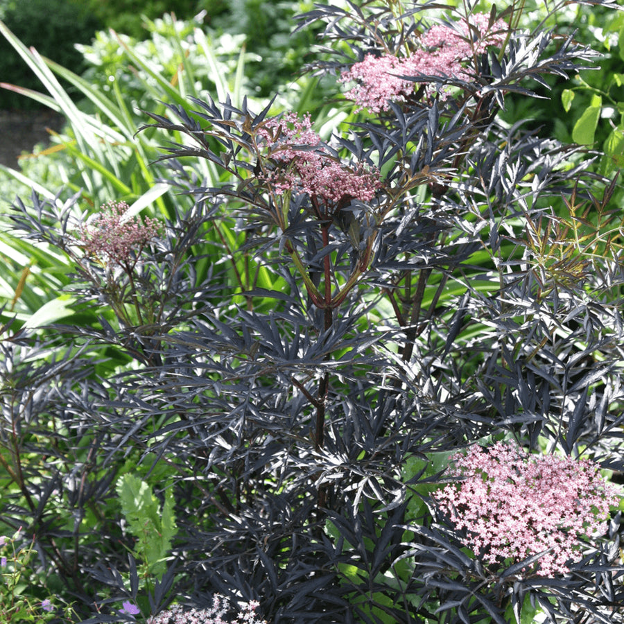 Sambucus Nigra Blue Sheen Sambucus Nigra Blue Sheen image1 1