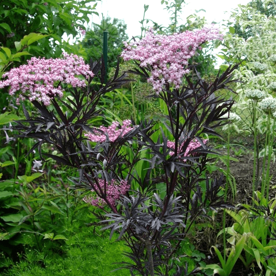 Sambucus Nigra Blue Sheen Sambucus Nigra Blue Sheen image3 3