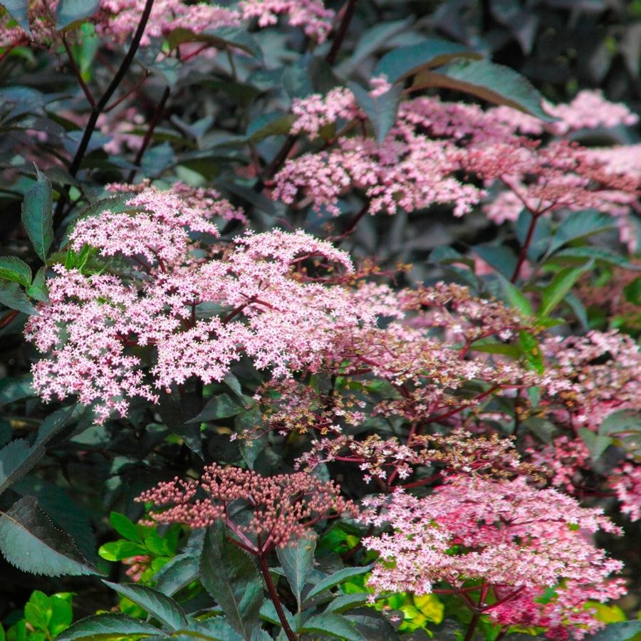 Sambucus Nigra Blue Sheen Sambucus Nigra Blue Sheen image4 4