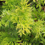 Sambucus Plant Mix 3 x Sambucus Plant Mix image4 4