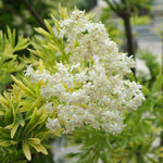 Sambucus Plant Mix 3 x Sambucus Plant Mix image2 2