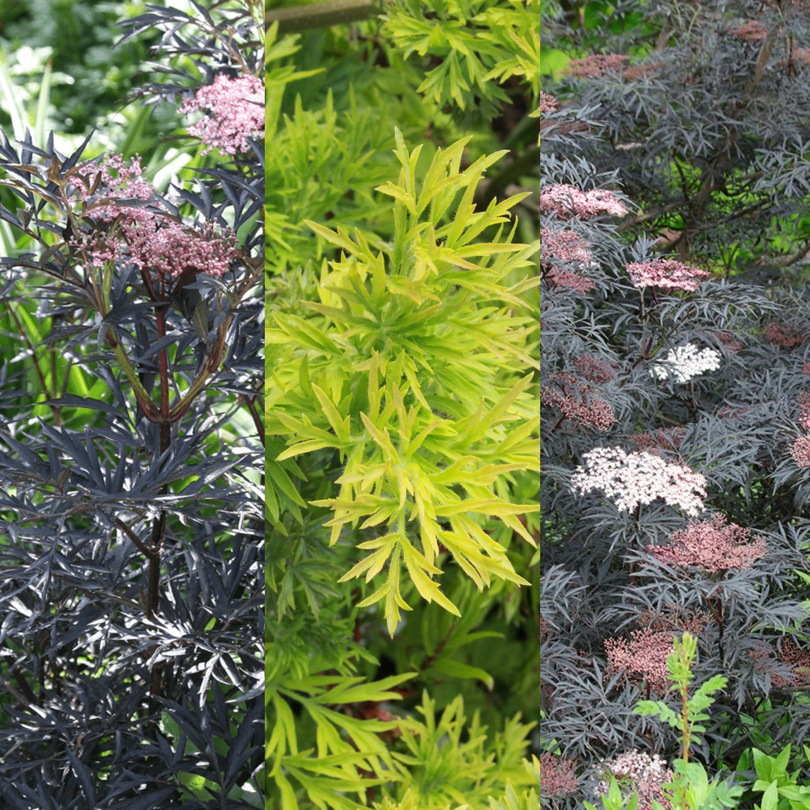 Sambucus Plant Mix