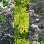 Sambucus Plant Mix 3 x Sambucus Plant Mix image1 1