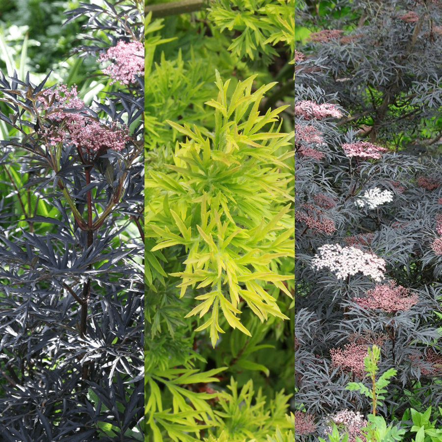Sambucus Plant Mix 3 x Sambucus Plant Mix image1 1