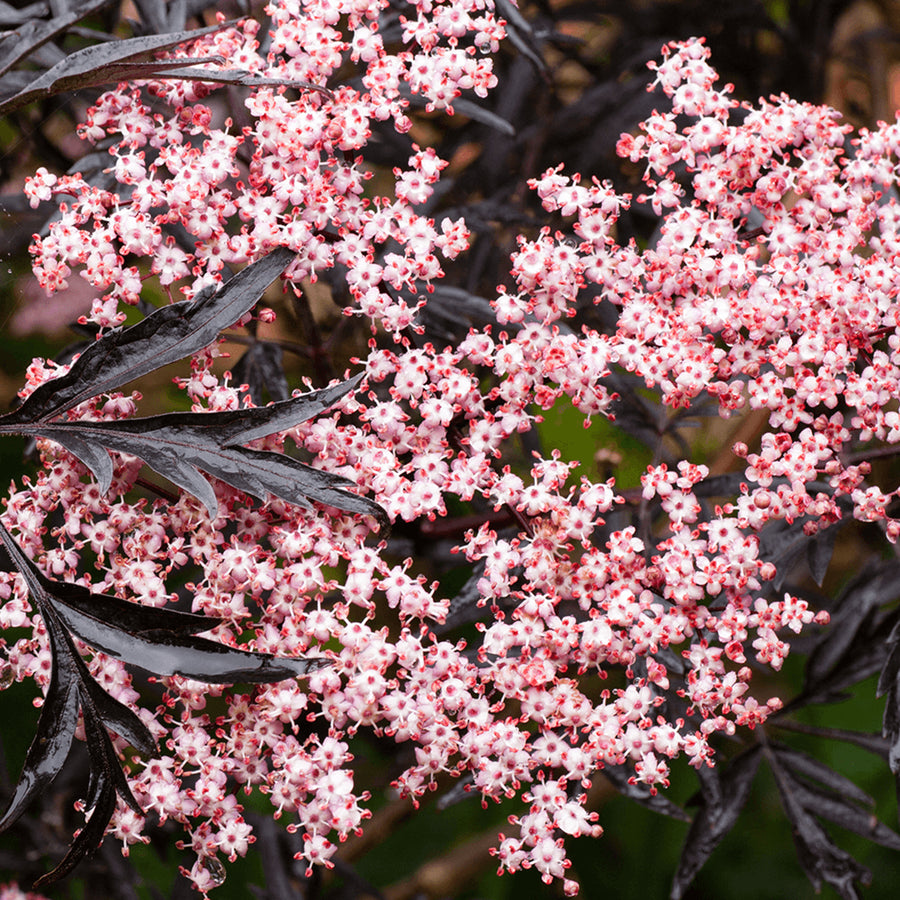 Sambucus Nigra Black Lace Sambucus Nigra Black Lace image3 3