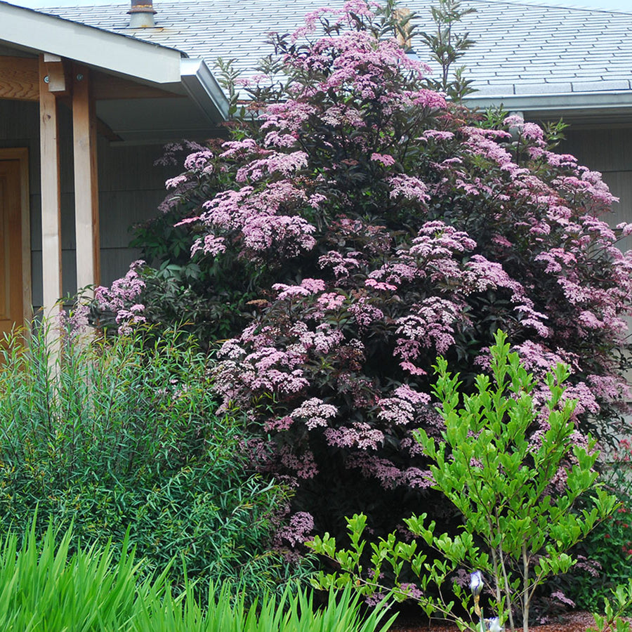 Sambucus Plant Mix 3 x Sambucus Plant Mix image3 3
