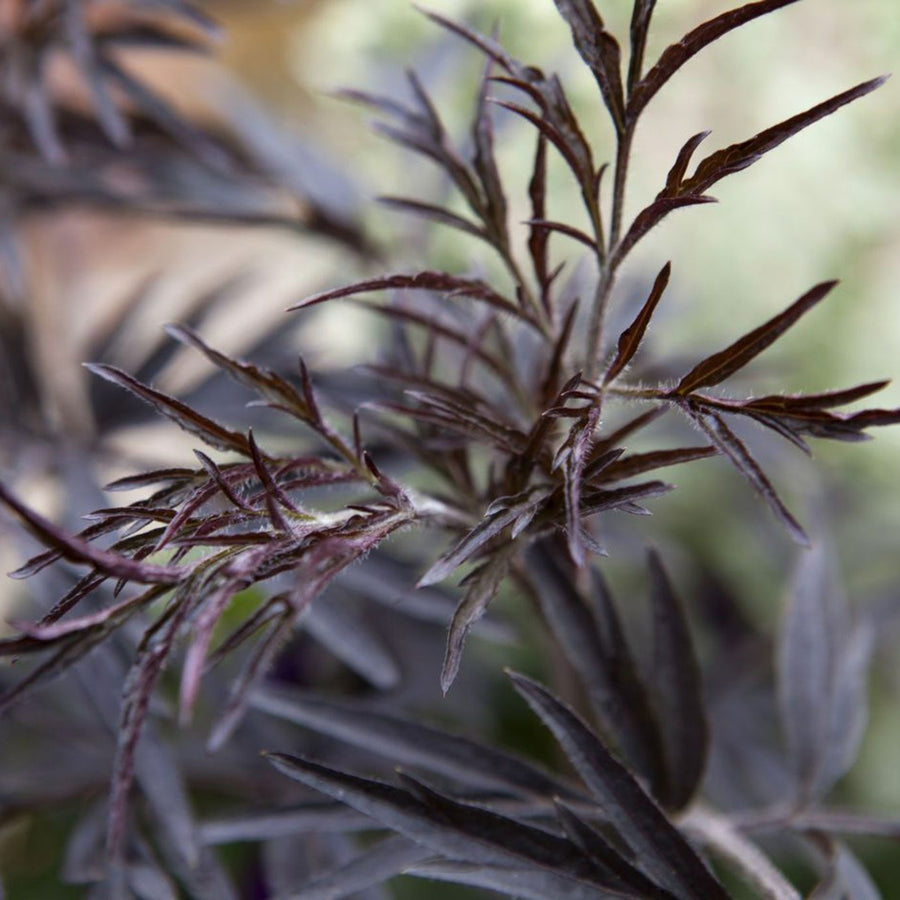 Sambucus Nigra Black Lace Sambucus Nigra Black Lace image2 2