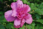 Hibiscus syriacus 'Rose of Sharon'  9