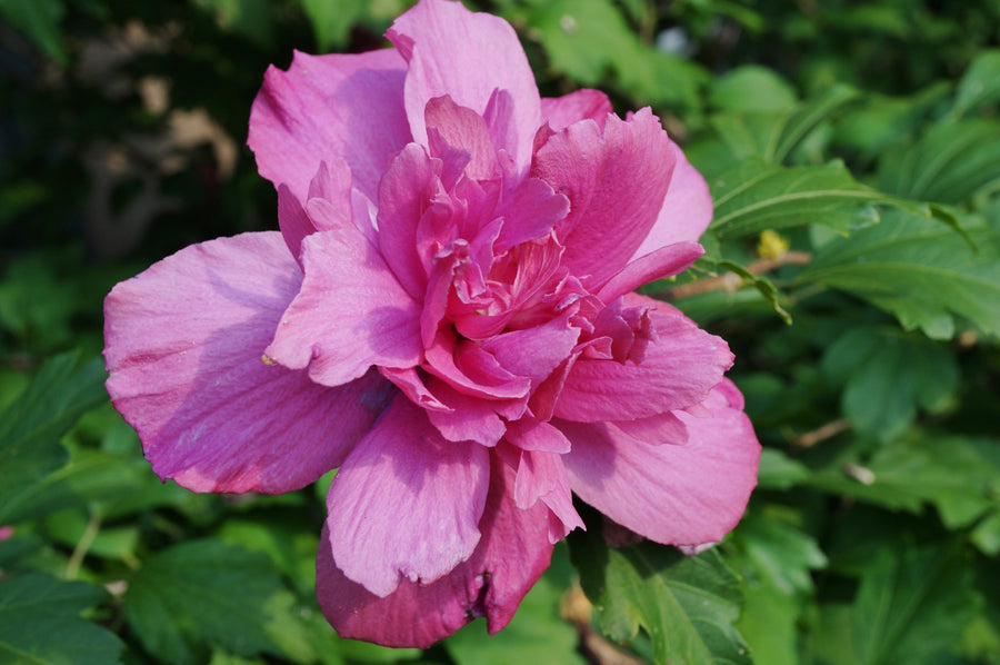 Hibiscus syriacus 'Rose of Sharon'  9