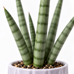 Sansevieria cylindrica 'Skyline'  2