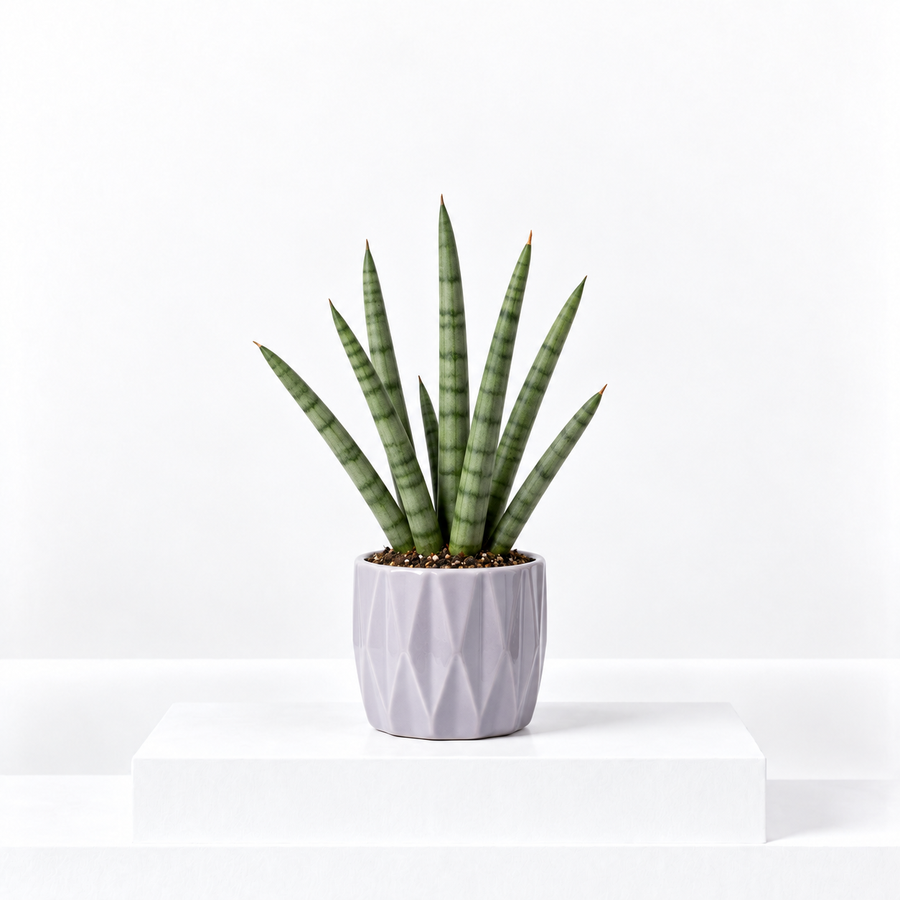 Sansevieria cylindrica 'Skyline'  1