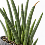 Sansevieria cylindrica Spaghetti  2