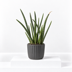 Sansevieria cylindrica Spaghetti  1