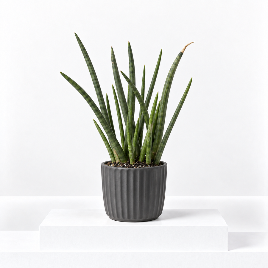Sansevieria cylindrica Spaghetti  1