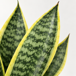 Sansevieria Snake Plant  2