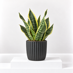 Sansevieria Snake Plant  1
