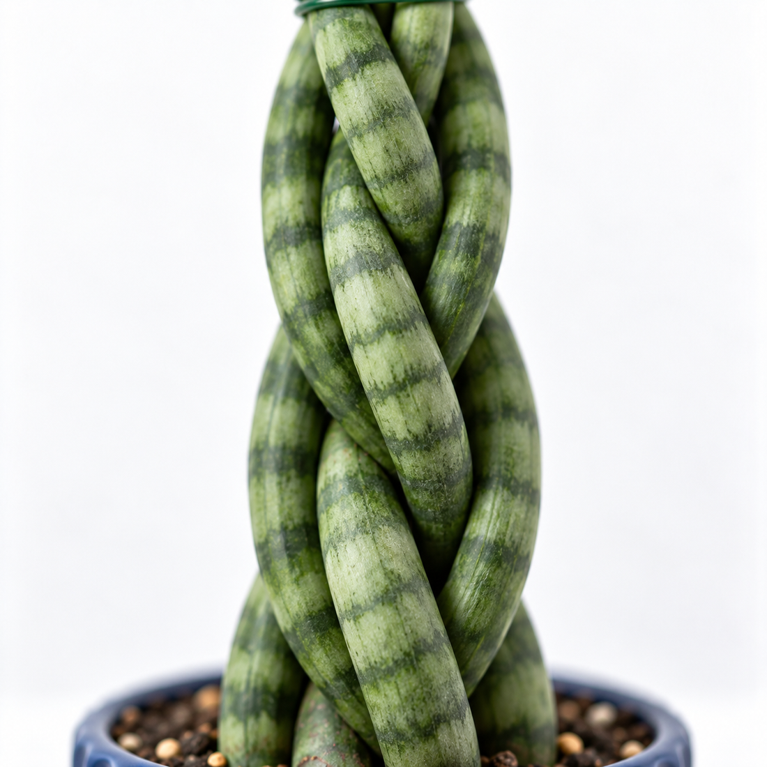 Sansevieria Twister Plant