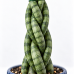 Sansevieria Twister Plant  2