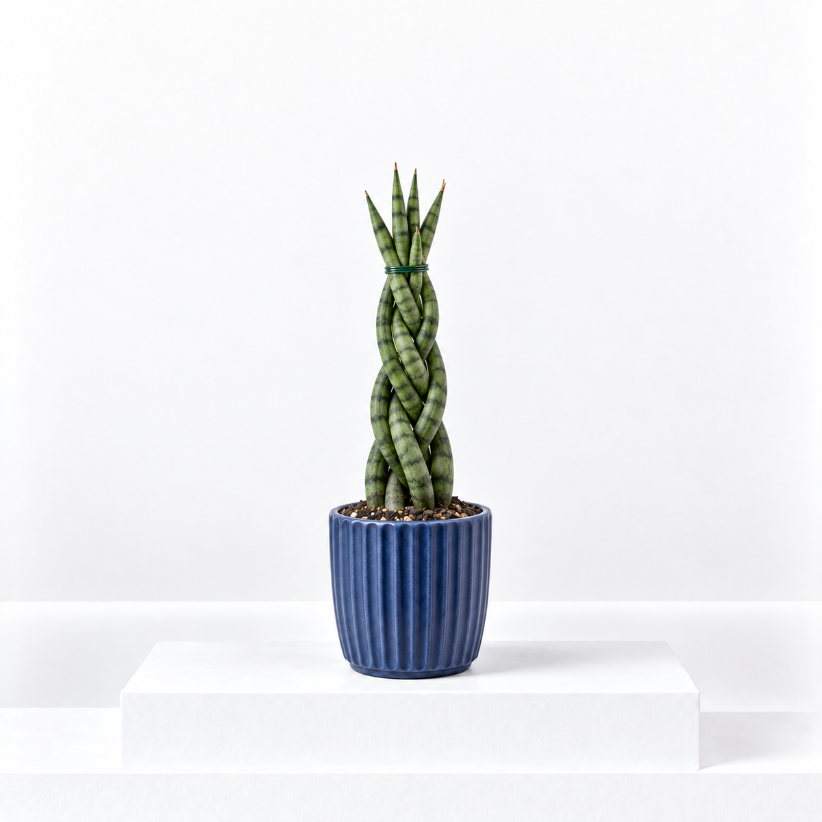 Sansevieria Twister Plant