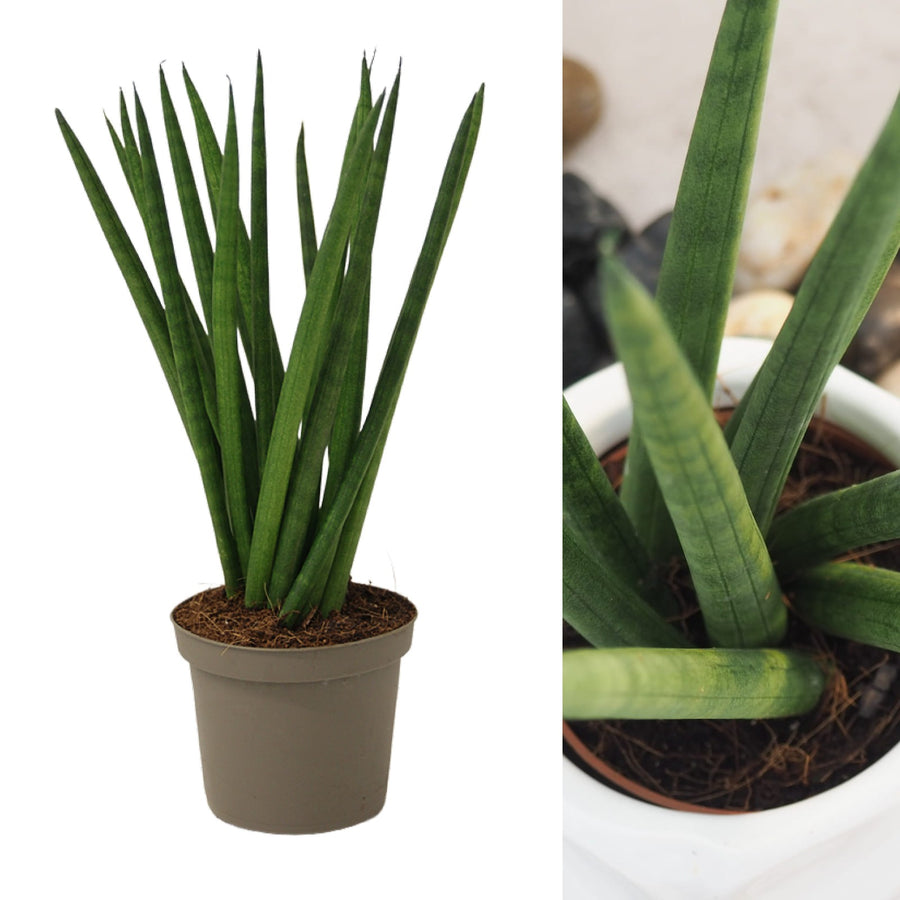 sansevieria spaghetti Sansevieria cylindrica Spaghetti