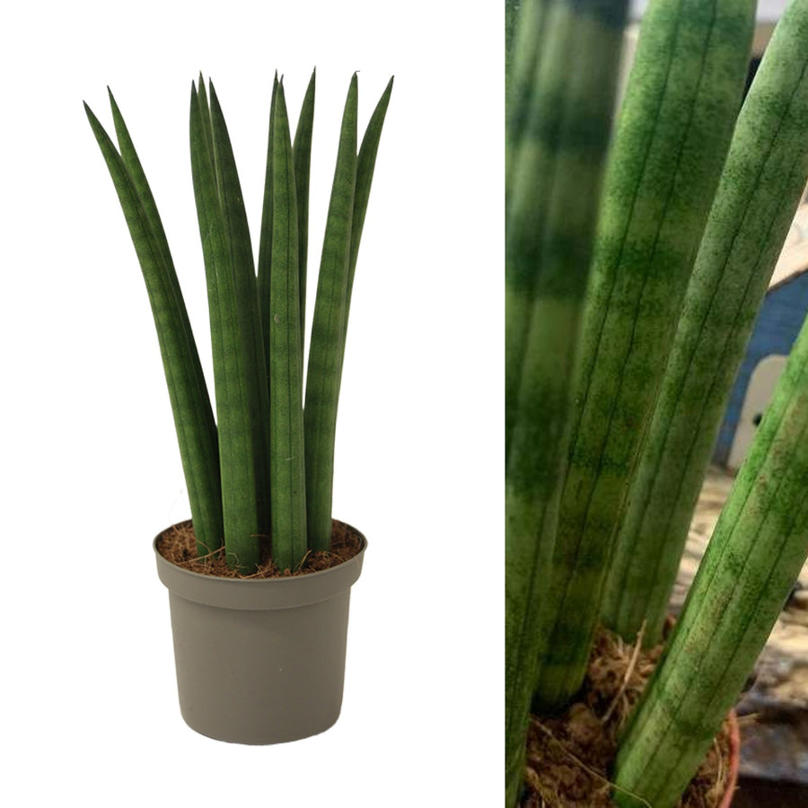 Sansevieria Cylindrica Straight sansevieriastriaght 3