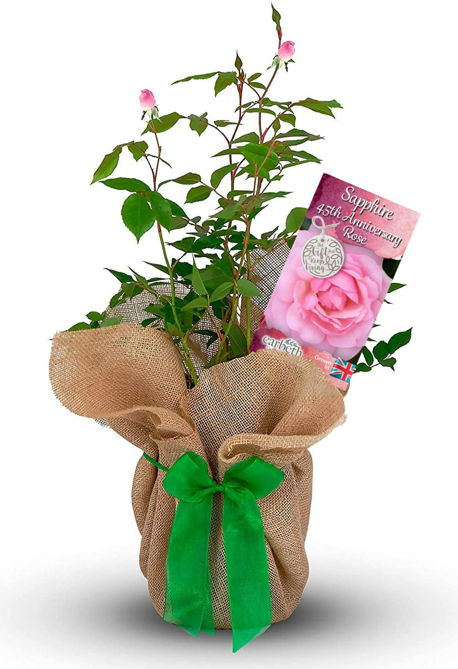 Sapphire 45th Wedding Anniversary Rose Bush Gift Wrapped sapphirerose 1