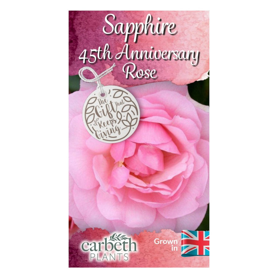 Sapphire 45th Wedding Anniversary Rose Bush Gift Wrapped  2