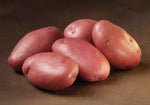 Seed Potatoes Organic Sarpo Mira  2