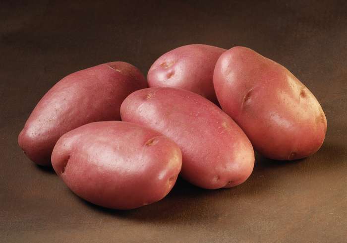 Seed Potatoes Organic Sarpo Mira  2