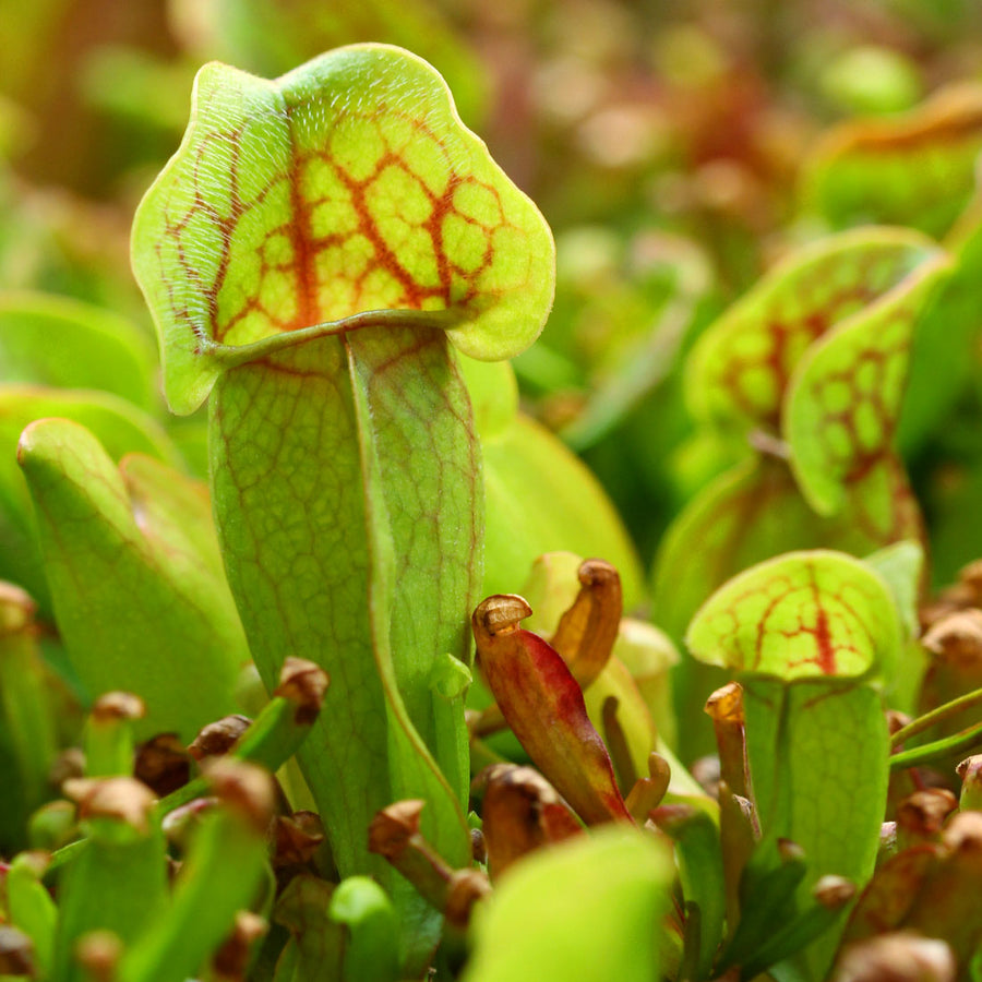 Carnivorous Plant Mix Carnivorous Plant Mix image2 1